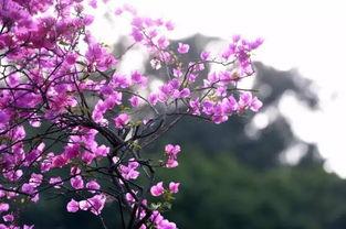 簕杜鹃花朵朵开,春意盎然满园香”